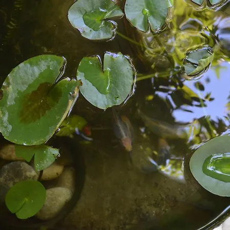 ベッド・アンド・ブレックファスト Avcihan Tas Ev 3*