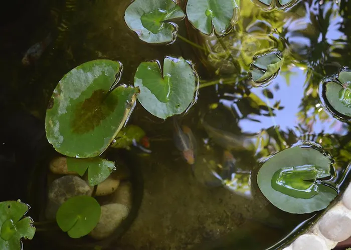 Oda ve Kahvaltı Avcihan Tas Ev 3*