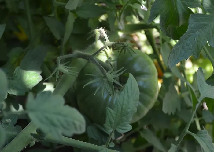 Avcihan Tas Ev Oda ve Kahvaltı Alaçatı