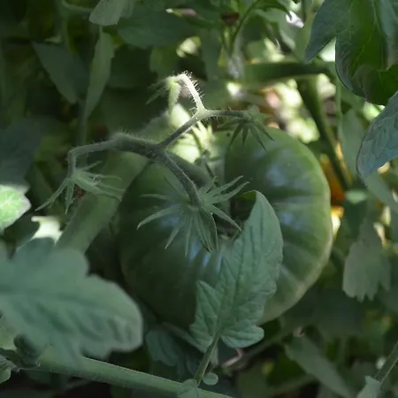 Avcihan Tas Ev Bed & Breakfast Alacati